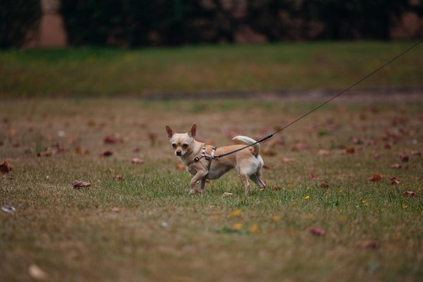 ¿Cómo preparar a mi perro para una visita al veterinario?